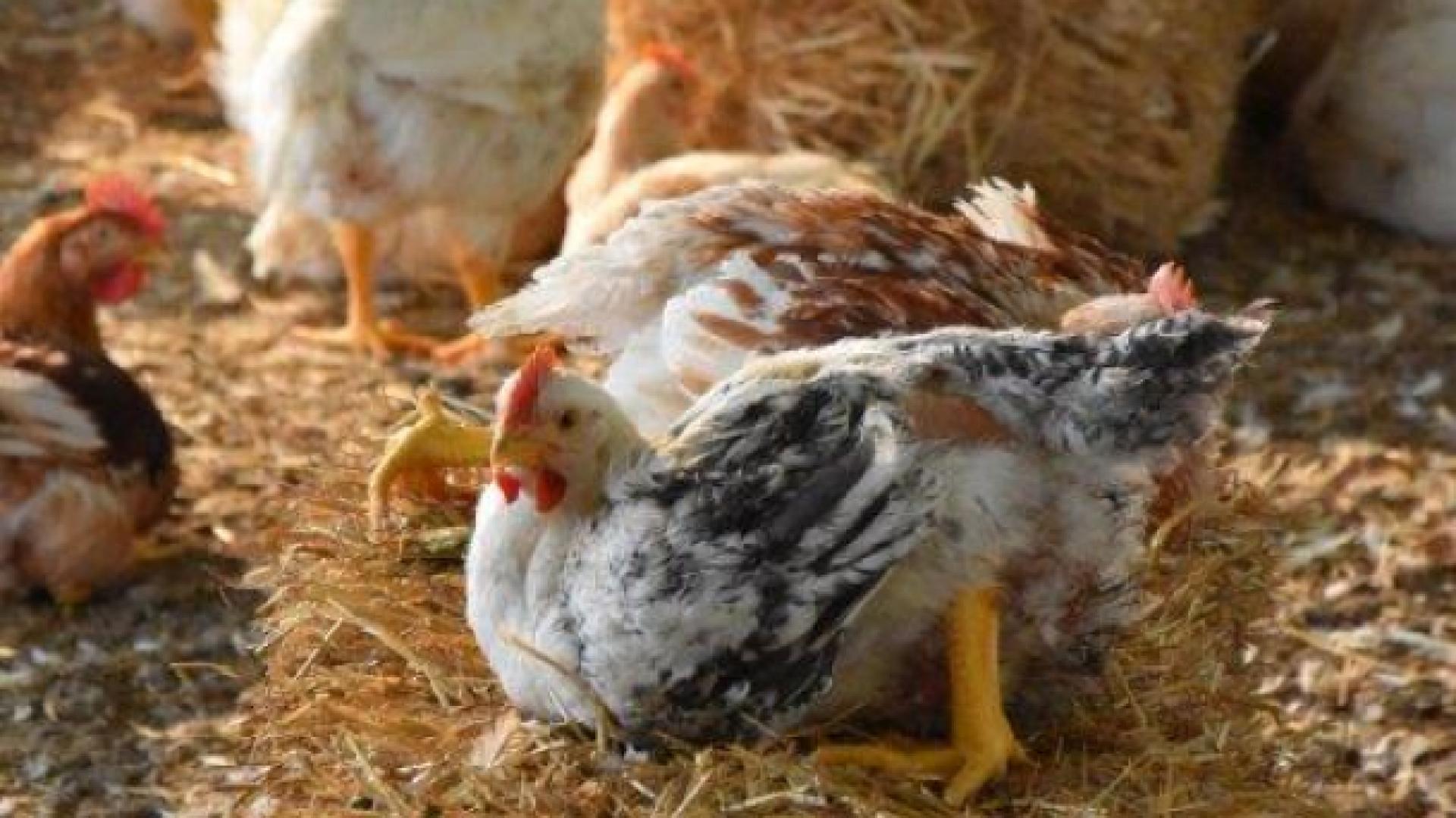 O.R.A. Società Agricola