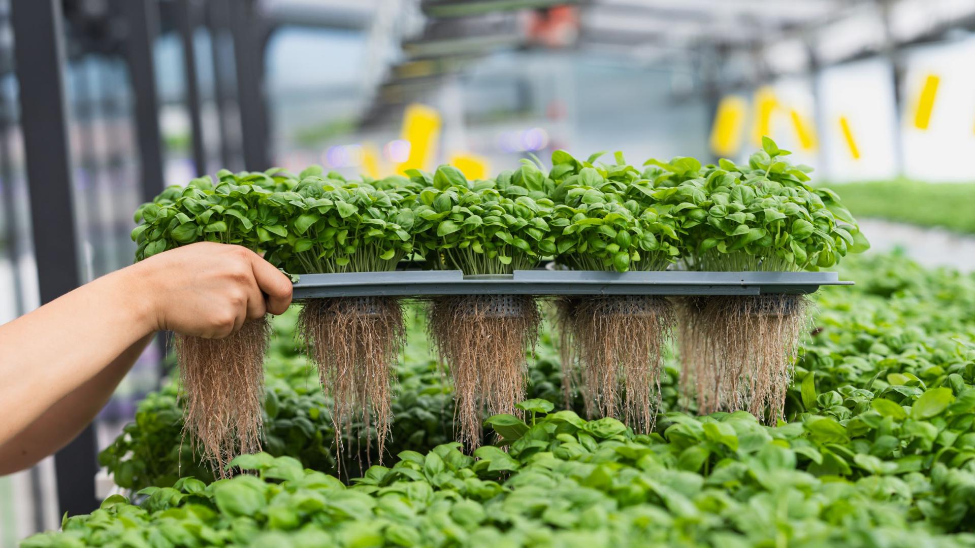 Agricooltur